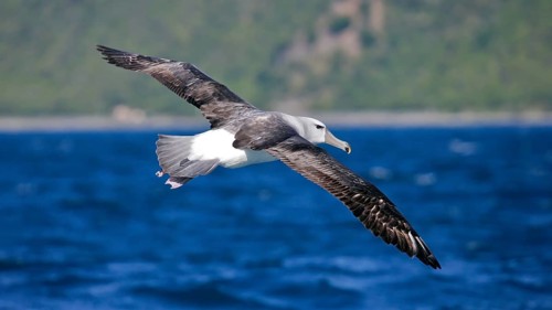 Shy Albatross (Thalassarche cauta), Kaikoura, New Zealand