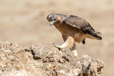 Bonelli's Eagle (Aquila fasciata) juvenile on ground, Andalusia, Spain