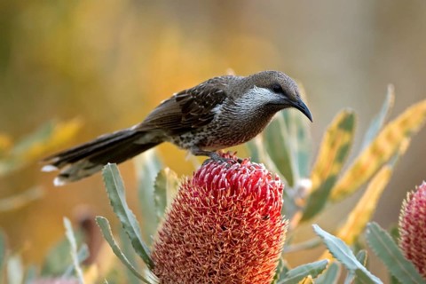 Western Wattlebird (Anthochaera lunulata), Western Australia, Australia