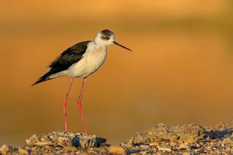 Stelzenläufer, Black-winged Stilt, Himantopus himantopus, Échasse blanche, Cigüeñuela Común