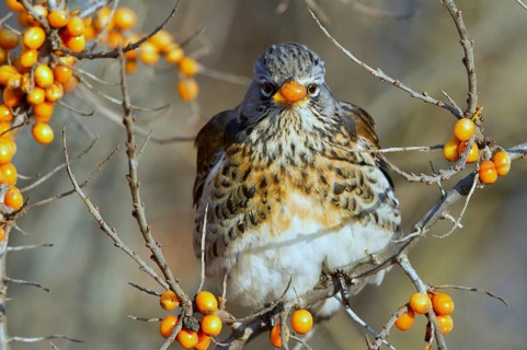 Fieldfare (Turdus pilaris) feeding on berries of Common sea buckthorn (Hippophae rhamnoides),