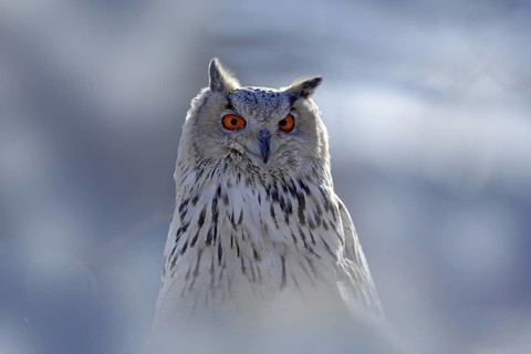 Winter face portrait of owl. Eastern Siberian Eagle Owl, Bubo bubo sibiricus, sitting on hillock