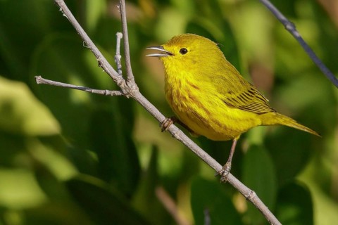 Yellow Warbler (Setophaga petechia) perched on a branch in Cuba