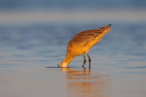Marbled Godwit (Limosa fedoa) foraging, Florida, USA