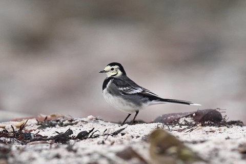 White Wagtail (Motacilla alba yarrellii) female, Schleswig-Holstein, Germany