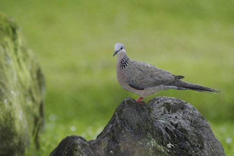 Spotted Dove (Spilopelia chinensis), Hawaii, USA