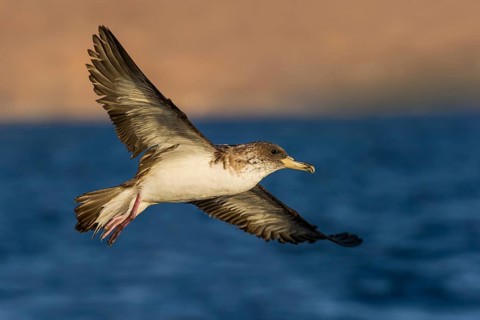 Cory's Shearwater (Calonectris borealis) flying, Eilat, Israel