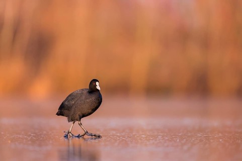Eurasian Coot (Fulica atra) walking on frozen water, Rhineland-Palatinate, Germany