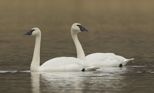 Trumpeter Swan (Cygnus buccinator), British Columbia, Canada