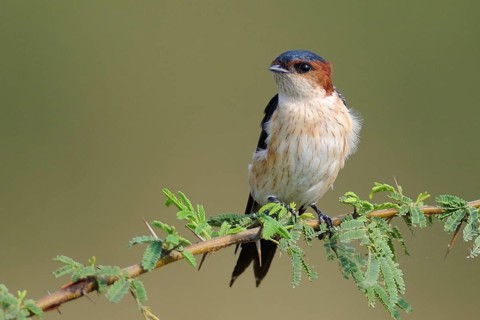 Red-rumped Swallow (Cecropis daurica), India