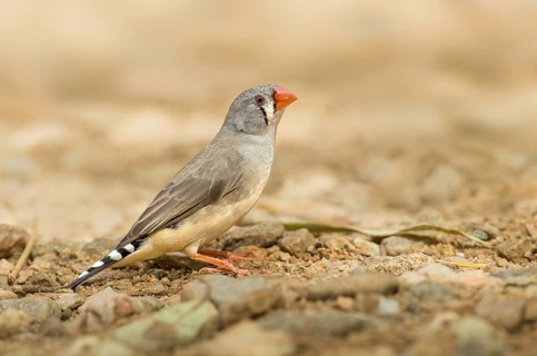 Zebra Finch (Taeniopygia guttata castanotis) female, Northern Territory, Australia