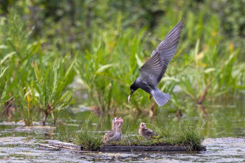 Black Tern (Chlidonias niger) feeding chicks in flight, Netherlands