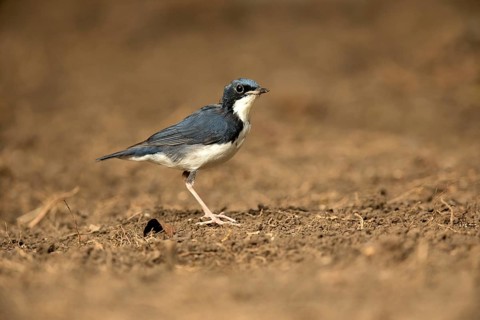 Siberian Blue Robin (Larvivora cyane) male perched on the ground, Bidoup National Park, Vietnam