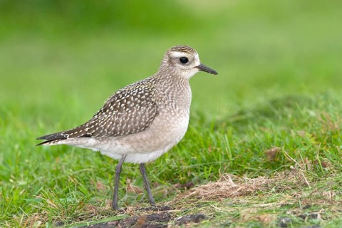 American Golden-Plover Pluvialis dominica Duluth, St. Louis County, Minnesota, USA 25 September