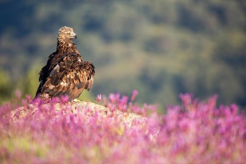 Golden Eagle (Aquila chrysaetos), Madrid, Spain