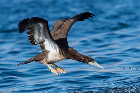 Brown Booby (Sula leucogaster) flying, Eilat, Israel