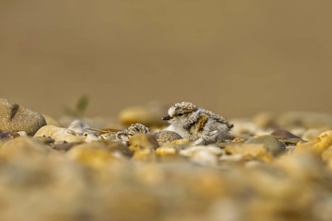 Little Ringed Plover (Charadrius dubius) chick, North Rhine-Westphalia, Germany