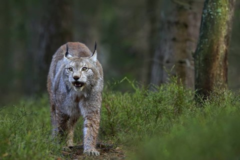 Wild cat Lynx in the nature forest habitat. Eurasian Lynx in the forest, hidden in the grass. Cute