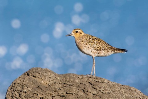Pacific Golden Plover (Pluvialis fulva), Victoria, Australia