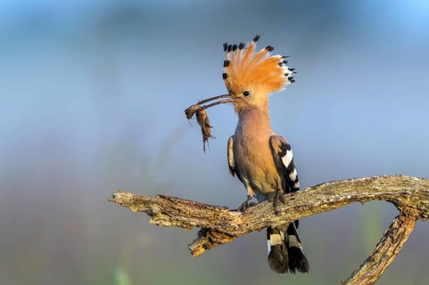 Eurasian Hoopoe (Upupa epops) with food in beak, Subotica, Serbia