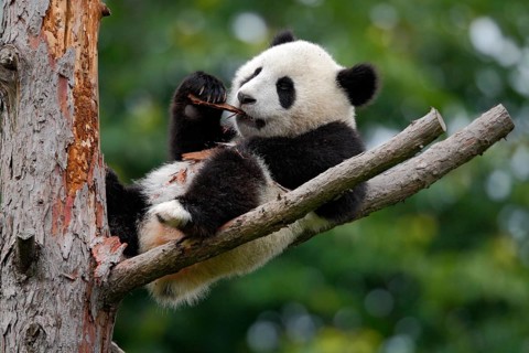 Lying cute young Giant Panda feeding feeding bark of tree
