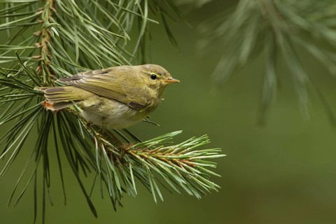 Common Chiffchaff (Phylloscopus collybita) juvenile, Utrecht, Netherlands