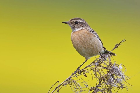 European Stonechat (Saxicola rubicola) female, Rhineland-Palatinate, Germany