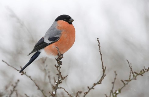Eurasian Bullfinch (Pyrrhula pyrrhula) male, Saxony, Germany