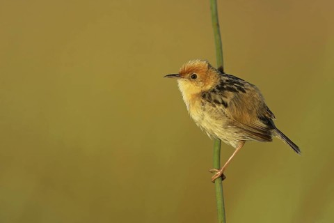 Golden-headed Cisticola (Cisticola exilis) male, Victoria, Australia