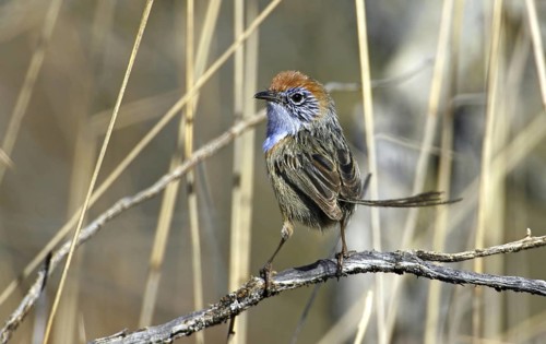 Mallee Emu-wren (Stipiturus mallee) male, Victoria, Australia