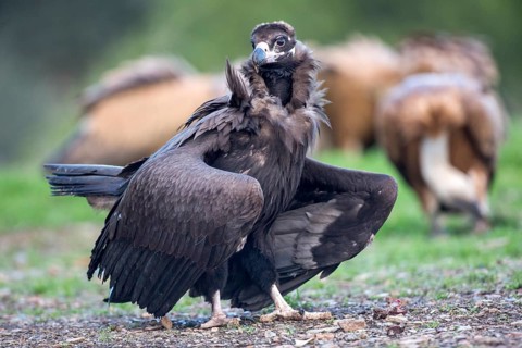 Cinereous Vulture (Aegypius monachus), Andalusia, Spain