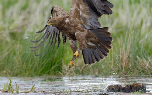 Schreiadler, lat. Aquila pomarina, fliegt von einem Teichufer auf und zieht Wassertropfen mit