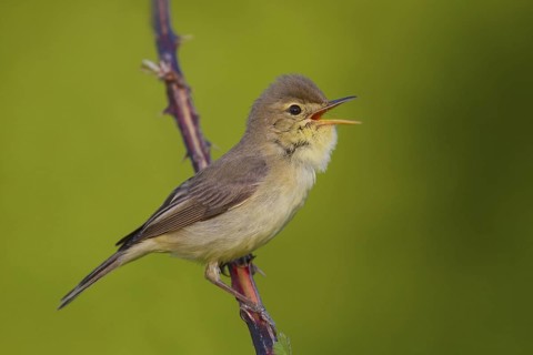 Melodious Warbler (Hippolais polyglotta) male singing, Rhineland-Palatinate, Germany