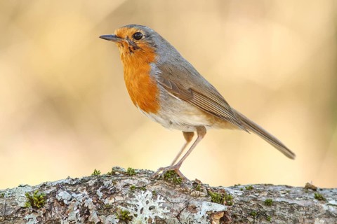 European Robin (Erithacus rubecula) perched on a branch, Galicia, Spain