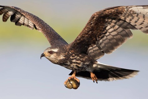 Snail Kite (Rostrhamus sociabilis) female flying with snail in its claws, Florida, USA