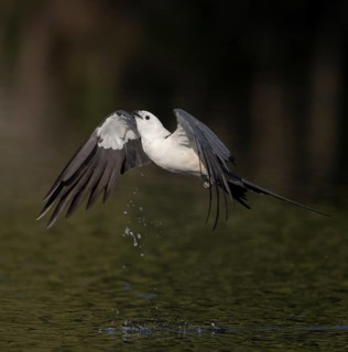 Swallow-tailed Kite (Elanoides forficatus) drinking in flight, Florida, USA