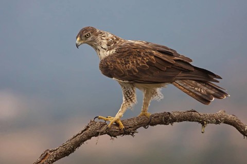 Bonelli's Eagle (Aquila fasciata), Extremadura, Spain