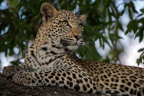 Leopard (Panthera pardus) immature lying on a tree, Sabi Sands, South Africa