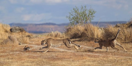 Cheetah (Acinonyx jubatus) two females hunting rabbit, Castile-La Mancha, Spain