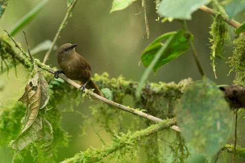 Sepia-brown Wren (Cinnycerthia olivascens olivascens) perched on a branch, Risaralda, Colombia