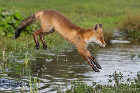 Red Fox (Vulpes vulpes) jumping and hunting in pond, Netherlands
