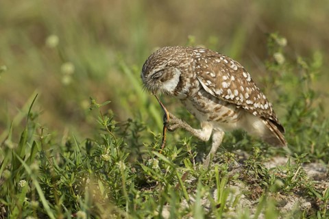 Burrowing Owl (Athene cunicularia), Florida, USA
