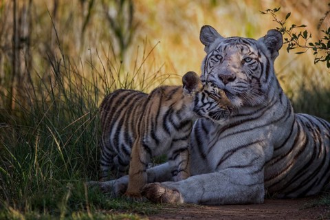 Bengal Tiger (Panthera tigris) white morph mother with cub, captive, Philippolis, South Africa
