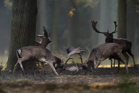 Fallow Deer (Dama dama) fighting rutting males in forest, North Rhine-Westphalia, Germany