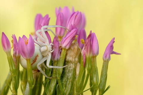 Goldenrod Crab Spider (Misumena vatia) adult hiding in flower, North Rhine-Westphalia, Germany