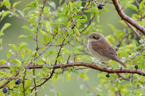 Red-backed Shrike (Lanius collurio) juvenile perched on a branch, North Rhine-Westphalia, Germany
