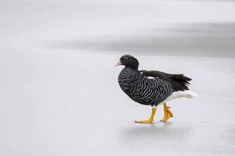 Kelp Goose (Chloephaga hybrida) on a beach in the Falkland Islands