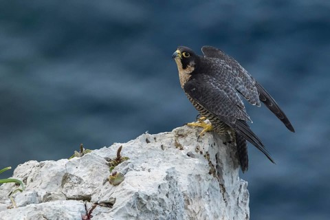Peregrine Falcon (Falco peregrinus) perched on a rock in ocean, Dalmatia, Croatia