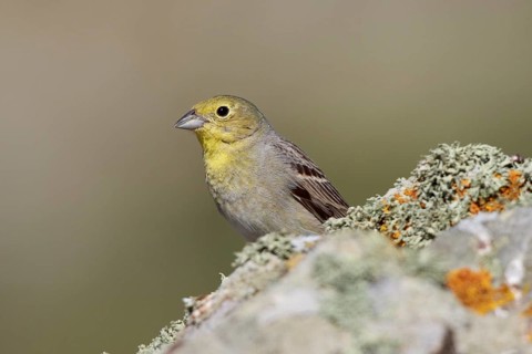 Cinereous Bunting (Emberiza cineracea) male perched on a rock, Greece