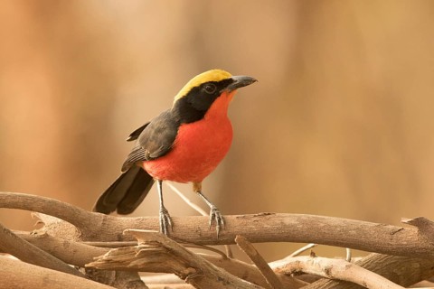 Yellow-crowned Gonolek (Laniarius barbarus), Gambia